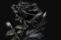 Wonderful black roses background. Fantastic lovely turquoise rose isolated on black background, unusual flower