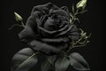 Wonderful black roses background. Fantastic lovely turquoise rose isolated on black background, unusual flower