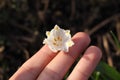 Wonderful bloom of Leucojum vernum holds in manÃÂ´s hand. Spring snowflake with white petals with yellow edge of bloom. Magical