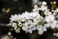 Wonderful blooming of Mirabelle plum in garden Royalty Free Stock Photo