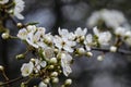 Wonderful blooming of Mirabelle plum in garden Royalty Free Stock Photo