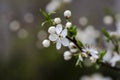 Wonderful blooming of Mirabelle plum in garden Royalty Free Stock Photo