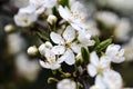 Wonderful blooming of Mirabelle plum in garden Royalty Free Stock Photo