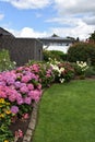 Wonderful white and pink hydrangea flowers Royalty Free Stock Photo