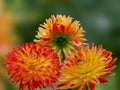 Wonderful blooming red and yellow dahlias Royalty Free Stock Photo
