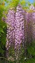 Wonderful blooming violet wisteria flowers