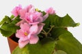 Blossoming violets in flower pot - isolated on white background Royalty Free Stock Photo