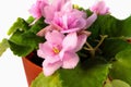 Blossoming violets in flower pot - isolated on white background Royalty Free Stock Photo