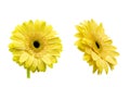 Wonderful blooming yellow Gerbers Royalty Free Stock Photo