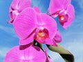 Wonderful blossom exotic pink orchid flowers. Closeup of pistil and anthers Royalty Free Stock Photo