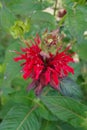 Wonderful blossomed Monarda didyma -Scarlet beebalm- with beautiful leafs - Picture 3 of 4