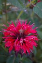 Wonderful blossomed Monarda didyma -Scarlet beebalm- with beautiful leafs - Picture 4 of 4