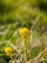 A wonderful blossoming and budding yellow spring flower in its y