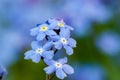 Wonderful blue field forget-me-not