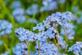 Wonderful blue field forget-me-not