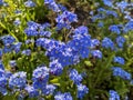 Wonderful blue field forget-me-not Royalty Free Stock Photo