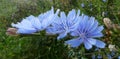 The wonderful blue flowers of common chicory Royalty Free Stock Photo