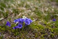 Wonderful blue gentiana flower growing in wildness