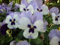 Wonderful blue pansys, pansy, viola, violaceae, flowers