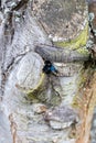 A blue wood bee works on the trunk of an old tree