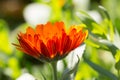 wonderful bright orange blossom of a flower