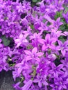 Bright purple Campanula Ambella flowers