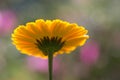 wonderful bright yellow blossom of a flower