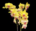 Wonderful bright yellow Orchids in full bloom