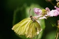 Wonderful Brimstone Butterfly Royalty Free Stock Photo