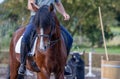 Wonderful brown Lusitano horse, working equitation, Azores islands Royalty Free Stock Photo