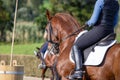 Wonderful brown Lusitano horse, working equitation, Azores islands Royalty Free Stock Photo