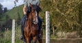 Wonderful brown Lusitano horse, working equitation, Azores islands Royalty Free Stock Photo