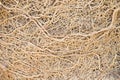 Pattern of fibrous and lateral root closeup