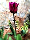 Wonderful burgundy tulip with stoned background in the garden