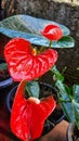 wonderful Butterfly orange Anthurium