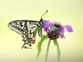 Wonderful butterfly Papilio machaon on the flower