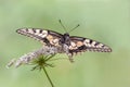 Wonderful butterfly Papilio machaon spread its wings on a summer day