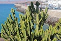 A wonderful cactus called Euphorbia canariensis. Lanzarote, spain.