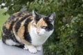 A wonderful Calico cat sitting outdoor on a wall Royalty Free Stock Photo