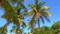 Wonderful Caribbean Palm trees moving in the wind Royalty Free Stock Photo