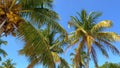 Wonderful Caribbean Palm trees moving in the wind Royalty Free Stock Photo