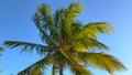 Wonderful Carribean Palm trees moving in the wind