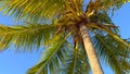 Wonderful Carribean Palm trees moving in the wind