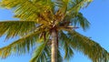 Wonderful Carribean Palm trees moving in the wind