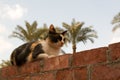 A wonderful cat sitting on the wall Royalty Free Stock Photo