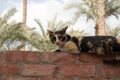 A wonderful cat sitting on the wall looking at the camera Royalty Free Stock Photo