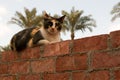 A wonderful cat sitting on the wall and looks at the camera Royalty Free Stock Photo