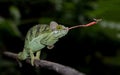 A wonderful chameleon, a master of disguise, stuck out his long tongue to catch prey