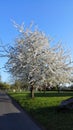 Wonderful Cherrytree - Germany