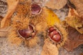 The wonderful chestnut season has started